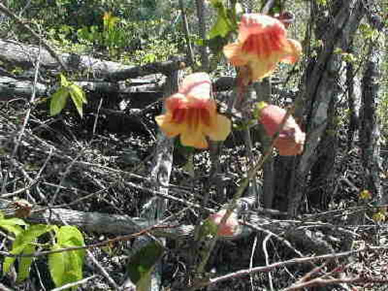 Crossvine