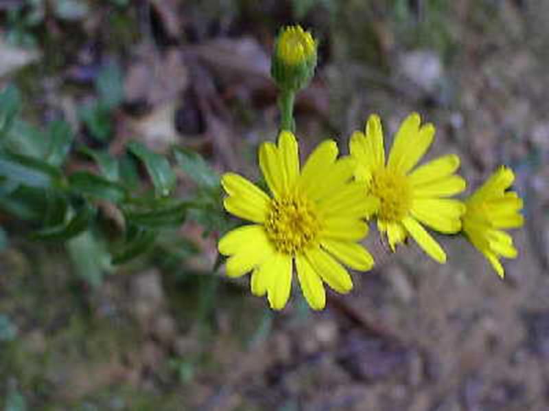 Golden Aster