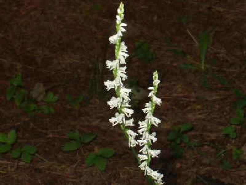 Ladies' Tresses