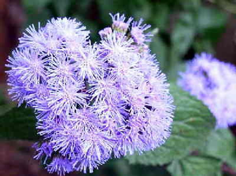 Mistflower