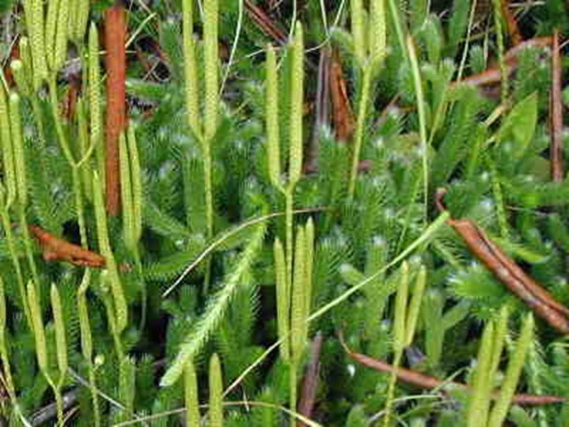 Ground Pine