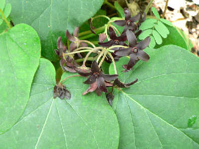 Carolina milkvine