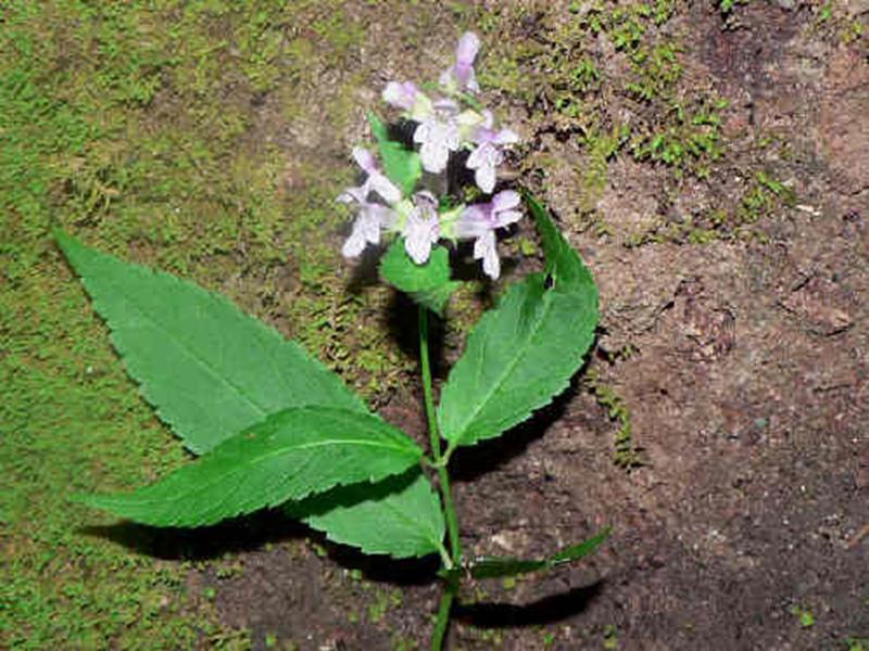 Hedge Nettle, Smooth
