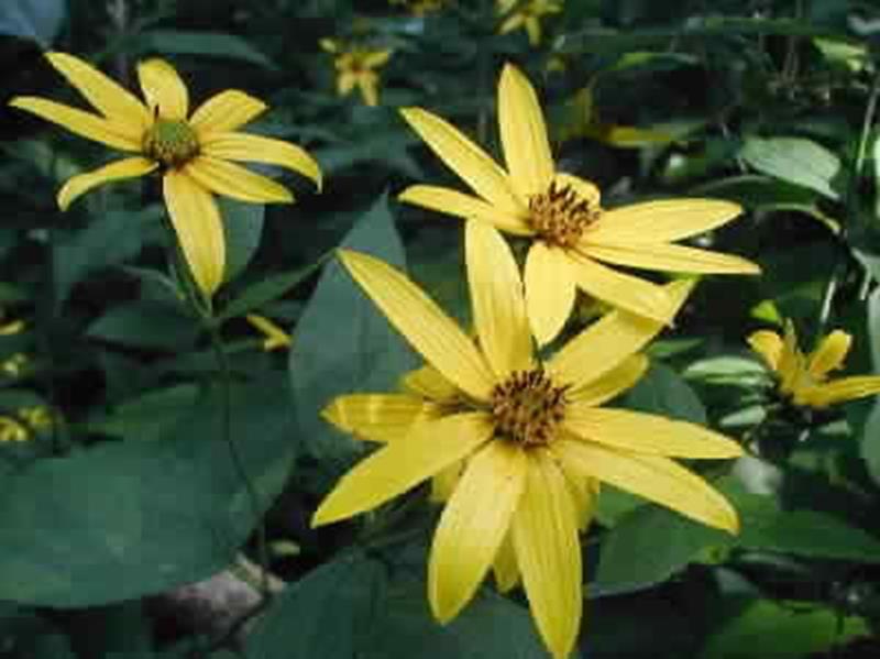 Thin leaved sunflower