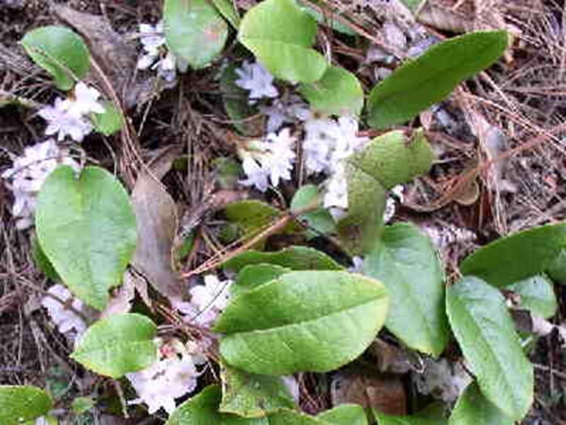 Trailing Arbutus