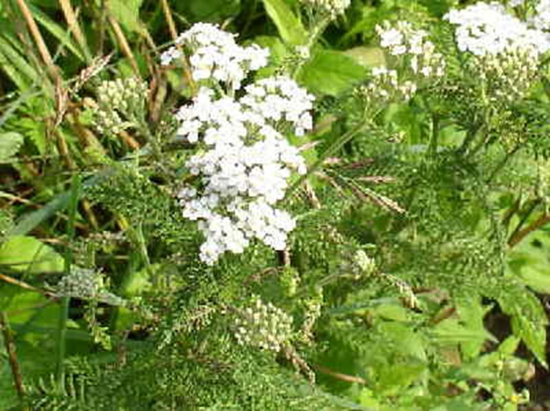 White Yarrow