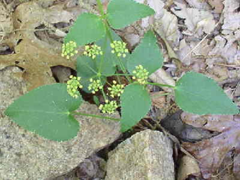 Alexander, Heart-leaf